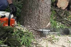 Best Tree Preservation Services  in Unalaska, AK